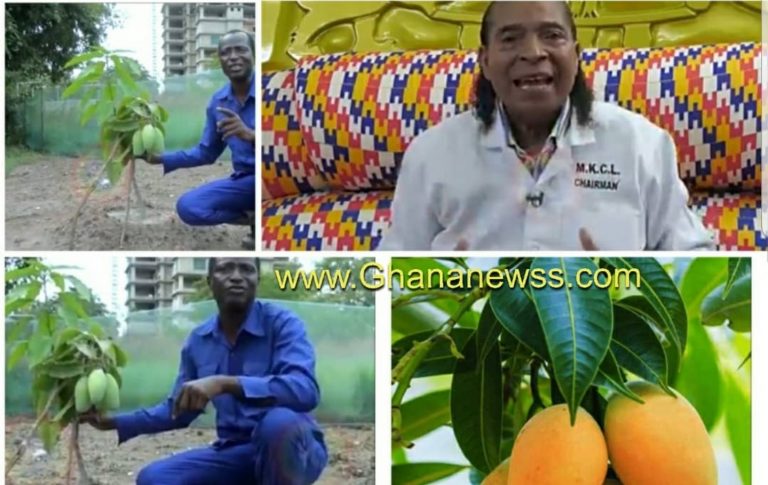 Apostle Safo Kantanka plants and harvest organic mango in four months instead of 5 years (Video)