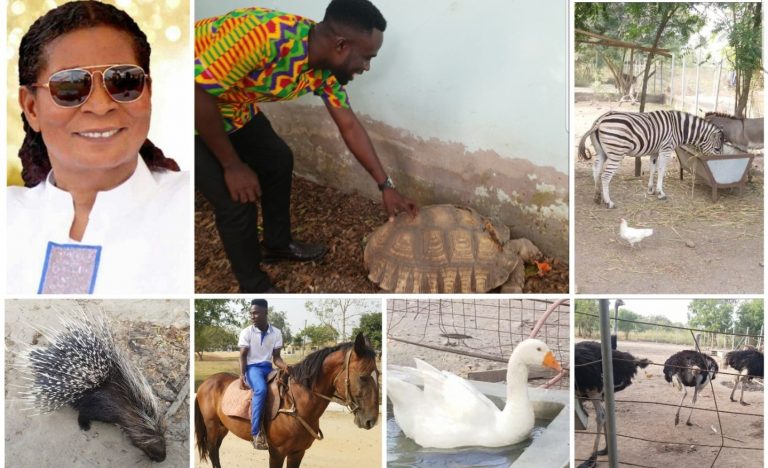 A visit to Apostle Safo Kantanka Zoo where Horses, Zebras, Porcupines, Ostriches, Tortoises, Monkeys & More are Found (Video)