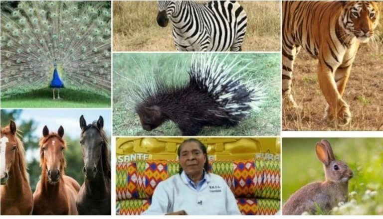 Check out how Apostle Safo is raising Porcupines, Horses, Zebras, Ostriches & other 10 rare animals in Ghana (Video)